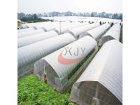 Agricultural Single Span Plastic Film Greenhouse  Agricultural Single Span 