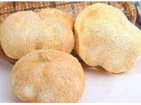 Hericium Erinaceus Extract Powder
