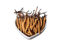 Cordyceps Extract
