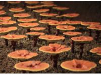 Manufacturer Lingzhi Spore Powder