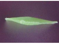 Residential Artificial Grass, MT-Promising / MT-Marvel