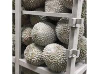 Blast Tuna Fish Cold room