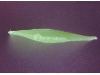 Artificial Grass for Pets, MT-Promising