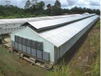 Hot Galvanized Automatic Chicken Cage/Poultry Farm House Design  custom steel structure chicken house