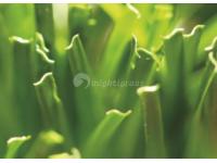 Artificial Grass for Football, MT-Surf