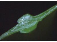 Artificial Grass for Football, MT-Stem-Plus / MT-Stem XL-Plus