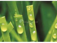 Multi-Purpose Synthetic Grass, MT-Peace