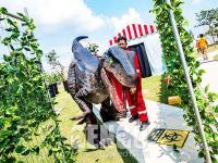 Velociraptor Costume(DC-62)