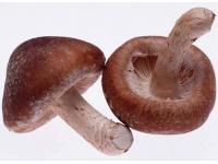 Coriolus Versicolor Extract health supplement