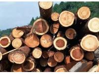 Commonly Used Wood for Furniture-Cherry Wood and Dalbergia Odorifera