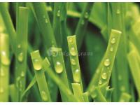 How to Choose Essential Artificial Grass?