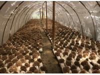 What is Maitake Mushroom Extract? (Ⅰ)