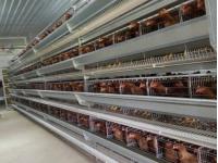 Steel Structure Chicken House Design  chicken house for sale  Cage Layer Chicken House china