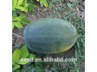 Tropical seedless triploid watermelon seed