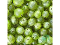 Agrilinks Frozen gooseberry