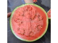 Planting hybrid F1 gift types watermelon seed
