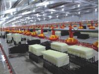 Prefabricated Steel Structure Broiler House for Poultry Shed  Cage Layer Chicken House china  Broiler Chicken House