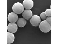 AMINO BEADS，AMINO MAGNETIC BEADS