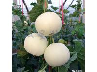 Sweet Star No.21 resist diseases hybrid musk melon seeds