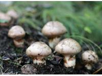 The Magical Effects Of Agaricus Blazei (Part 1)