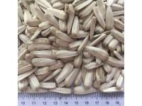 White sunflower seeds for edible