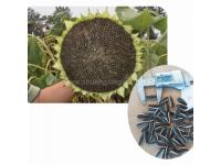 Chinese hybrid sunflower seeds for sale