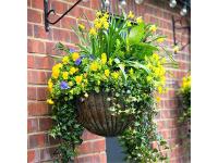 Hanging Basket