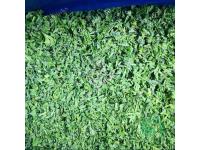 Frozen parsley