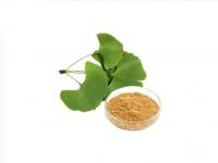 Ginkgo Biloba Extract