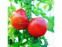 Hybrid big pink red fruit tomato seed