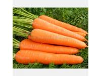 Red carrot Chinese wholesale growing vegetable carrot seeds