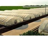   green house protect,PE greenhouse agriculture film