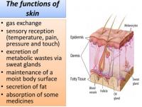 Do you know how ichthyosis affects skin glands?