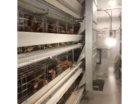 Breeding technology and management of laying hens