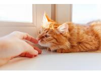 Why your cat will lick you? 