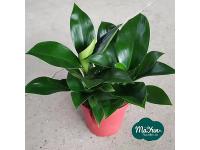 How to Care for the Philodendron Green Princess