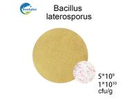 Bacillus Laterosporus