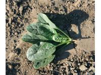 Fast growth high yield spinach        Chinese Spinach Seeds For Sale     