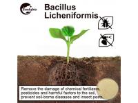 The efficacy and use of Bacillus licheniformis