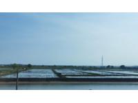 Use Bacillus in aquaculture well to increase production and income!