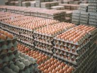 How To Work Alongside A Great Egg Tray Machine Manufactur