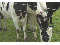 GRADUATED MESH FARM FENCE