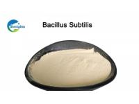 Why should Bacillus subtilis be added to bacterial fertilizer!