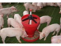 Animal Feed Grade Brewers Yeast Powder