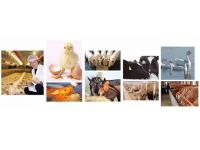 Advances in the application of yeast cell walls to ruminants