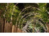 Why You Should Buy Low Voltage LED String Lights