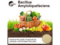 Four functions of Bacillus amyloliquefaciens