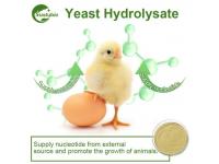 Harnessing the Power of Probiotic Powder for Animal Health and Well-being