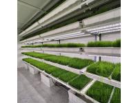 hydroponic fodder container farm