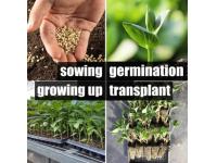 How to Use Flood and Drain Trays